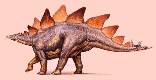 Stegosaurii