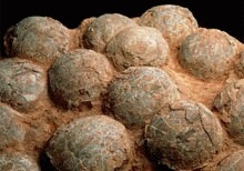   Oua de dinozaur descoperite in India descoperite
