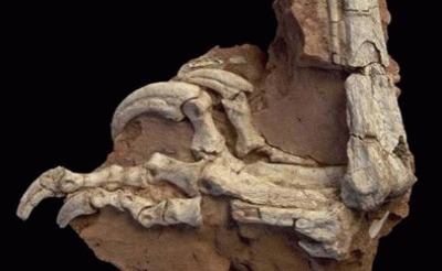 Balaurul Bondoc, o noua specie de dinozaur descoperita in Romania