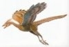 Archaeopteryx sau preistoria zborului                                                               
