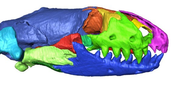 Descoperire uimitoare: un craniu intact de şopârlă-vierme, de acum 11 milioane de ani