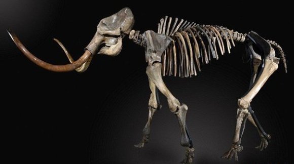 Cât costă scheletul unui mamut lânos?