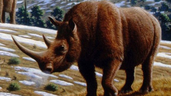 Descoperirea unui rinocer lânos, ce a trăit acum 250.000 de ani
