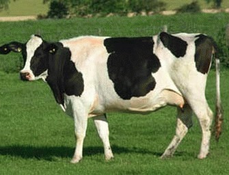Vacile din rasa Holstein