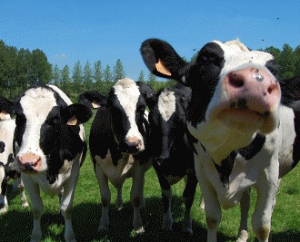 Curiozitati despre vaci
