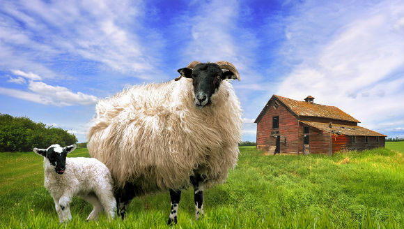 Comportamentul oilor: când spiritul de turmă învinge