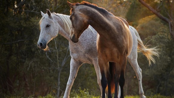 7 fapte care ne dovedesc că animalele au sufletul mai mare decât am crede