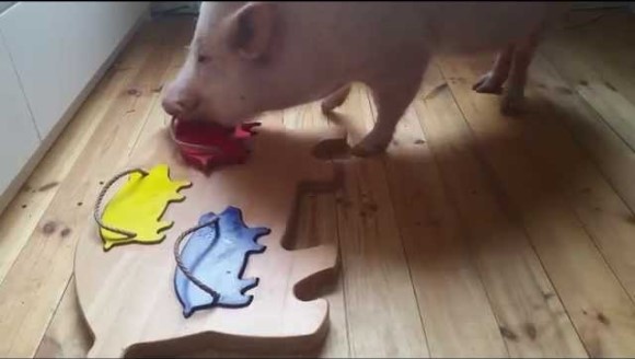 Porcuşorul isteţ rezolvă un puzzle în mai puţin de un minut – VIDEO