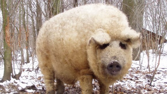 Cei mai ciudaţi porci? Arată ca nişte oi şi se comportă ca nişte câini - Galerie Foto