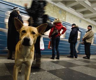 Cainii maidanezi din Moscova  calatoresc cu metroul