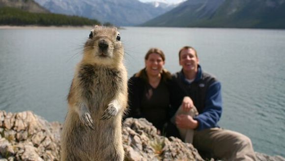 Când animalele iubesc fotografia: top 10 cele mai amuzante imagini