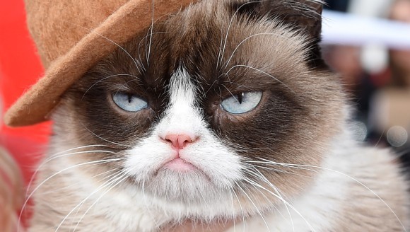 Grumpy cat – vedetă de cinema
