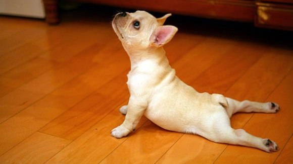 20 de animale care ne învaţă practicile yoga
