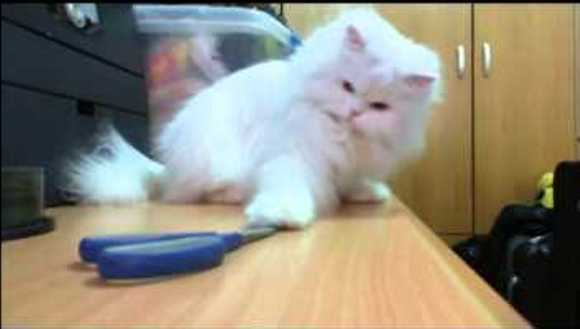 Pisicuţele ghiduşe cuceresc internetul - VIDEO