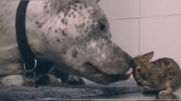 Dragostea dintre un pitbull şi un iepuraş - VIDEO