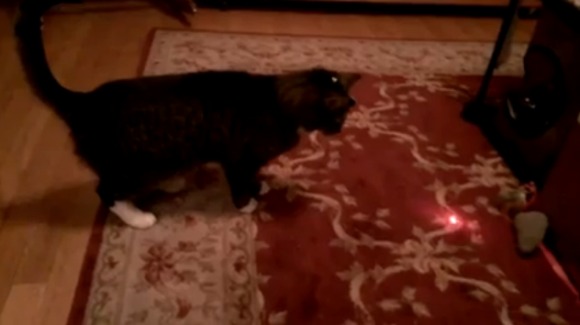 O altă pisicuţă păcălită de laser? VIDEO