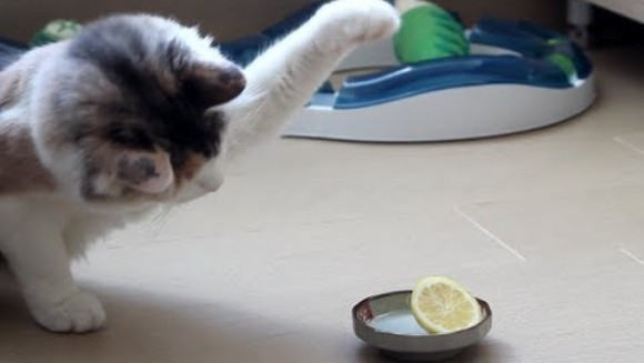 Lămâia care îi trezeşte suspiciuni unei pisici - VIDEO