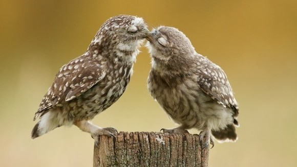 Dragostea pluteşte în aer - cele mai dulci sărutări ale animalelor - Galerie Foto