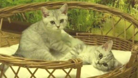 Cel mai relaxant masaj pisicesc. E raiul pisicilor! - Video