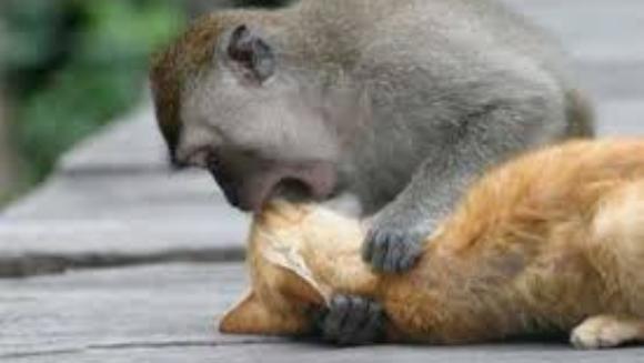 Maimuţa face tot ce poate pentru a o trezi pe frumoasa adormită. Eşecul este adorabil!