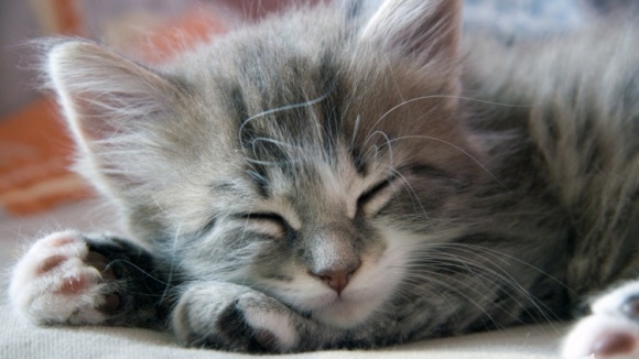 Pisicuţa vorbitoare: „Nu vreau să mă trezesc!!!”