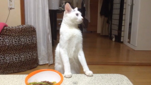 Şi-a rugat pisica să termine de mâncat, iar felina...Reacţia e genială!