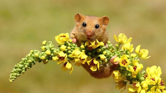 28 de imagini superbe cu şoareci de câmp surprinşi în sălbăticie