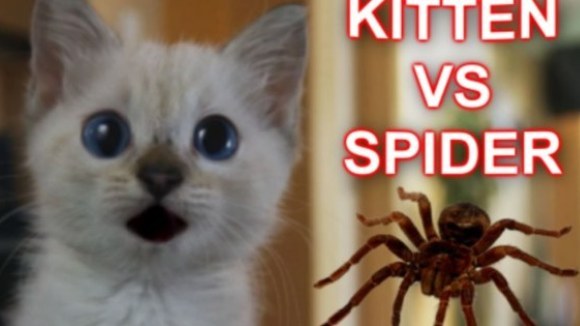 Pisicuţa vs. păianjen de jucărie. Ce a ieşit este de-a dreptul fascinant