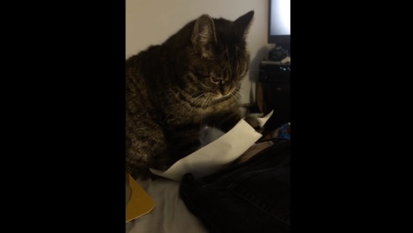 “Lasă, că te aranjez eu!” – Pisicuţa supărată pe coala de hârtie VIDEO