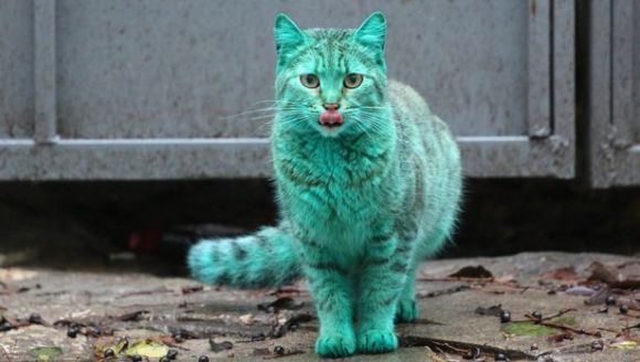 Misterul pisicii verzi. O nouă specie? VIDEO