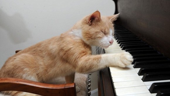 Stăpâna cântă la pian, iar pisica…