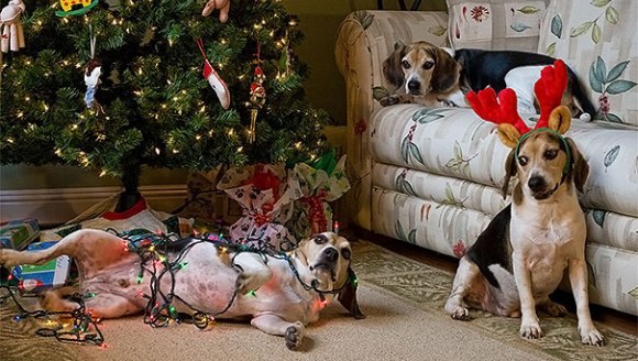 Câini şi pisici care distrug Crăciunul