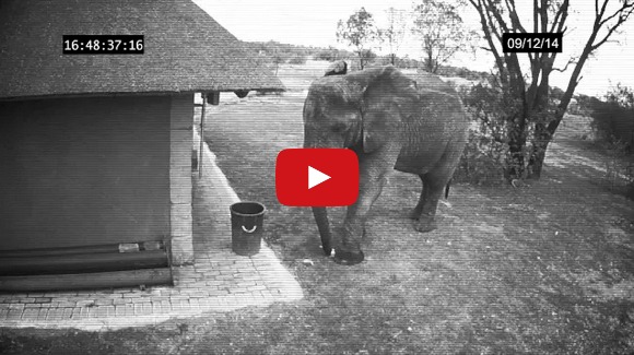 Mai educat decât unii dintre noi?! Ce face un elefant când găseşte gunoaie pe jos?