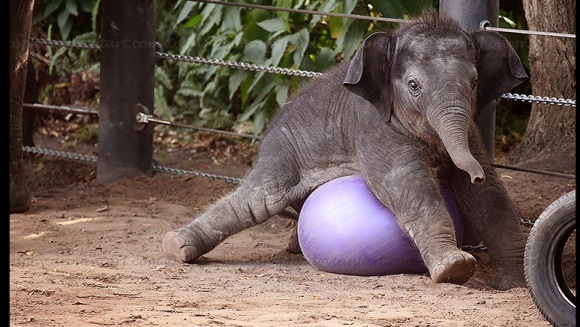 Adorabil: cei mai împiedicaţi pui de elefant