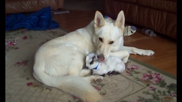 Un adorabil miel crede că Ciobănescul German este mămica lui