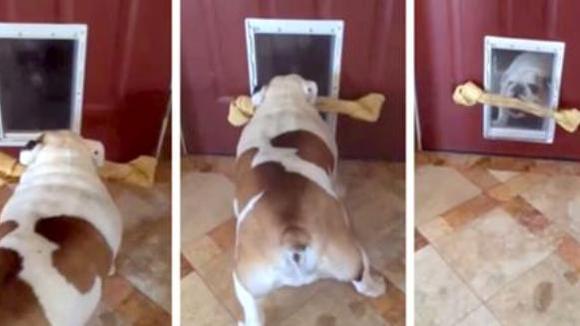 Bulldogul nu poate trece cu osul prin ușița batantă. Ce soluție găsește