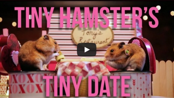 Cum își petrece un hamster singurel Ziua Îndrăgostiților - VIDEO