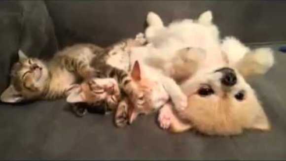 Cel mai dulce moment al săptămânii: somnul pisicuțelor, vegheat de un pomerian - VIDEO