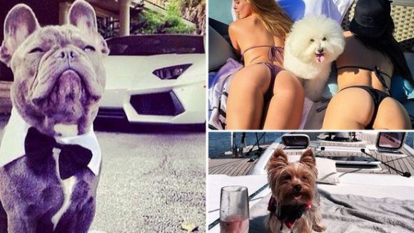 Cei mai bogați câini de pe Instagram - Galerie Foto