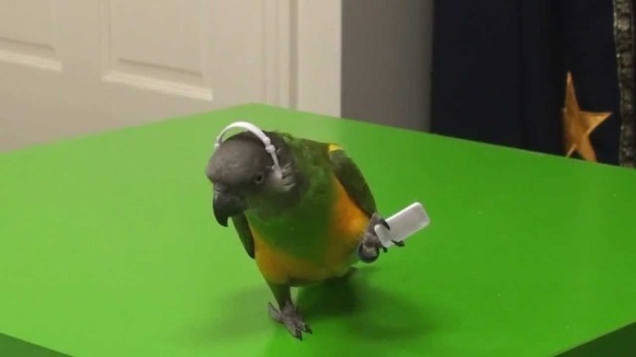 Așa talent... Papagalii care nu se pot abține să danseze - VIDEO