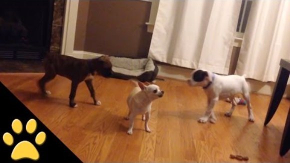 Și-au trezit prietenul Chihuahua în cel mai nepoliticos mod, pentru ca mai apoi să îi fure patul - VIDEO
