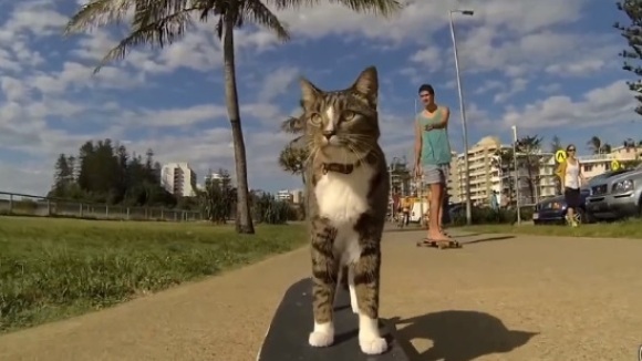 Pisica pasionată de skatebording. Nici “miau” nu zice! - VIDEO