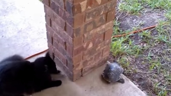 Când pisica și broscuța se întâlnesc să se joace... VIDEO