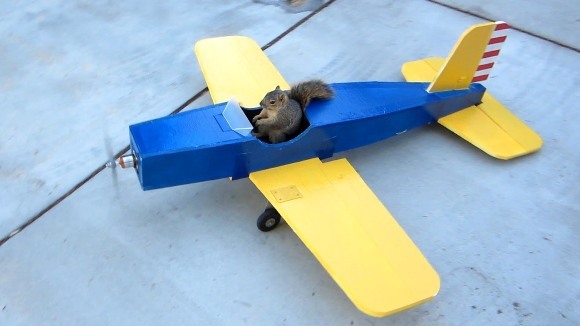 Veverița-terorist. A furat un avion de jucărie și... spre cer cu el!