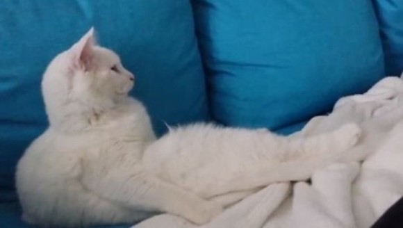 Cum arată cea mai relaxată pisică din lume, atunci când se uită la televizor – VIDEO