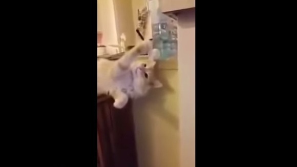 Pisicuța care bea apă direct de la cooler - VIDEO