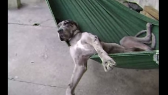 Cel mai relaxat câine din lume. Unde își face somnul de frumusețe - VIDEO