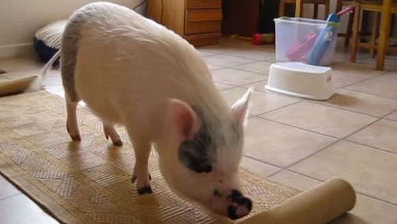 Iată ce și-a învățat porcul să facă! VIDEO adorabil