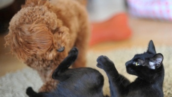 Câini pacifiști! Intervin în cearta dintre feline.. VIDEO