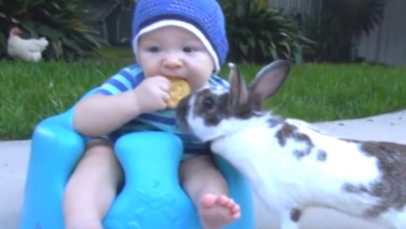 Iepurașul cel pungaș: fură biscuiții bebelușilor -VIDEO